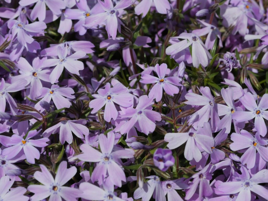 Stralend schone tuinkussens voor een fris buitenseizoen